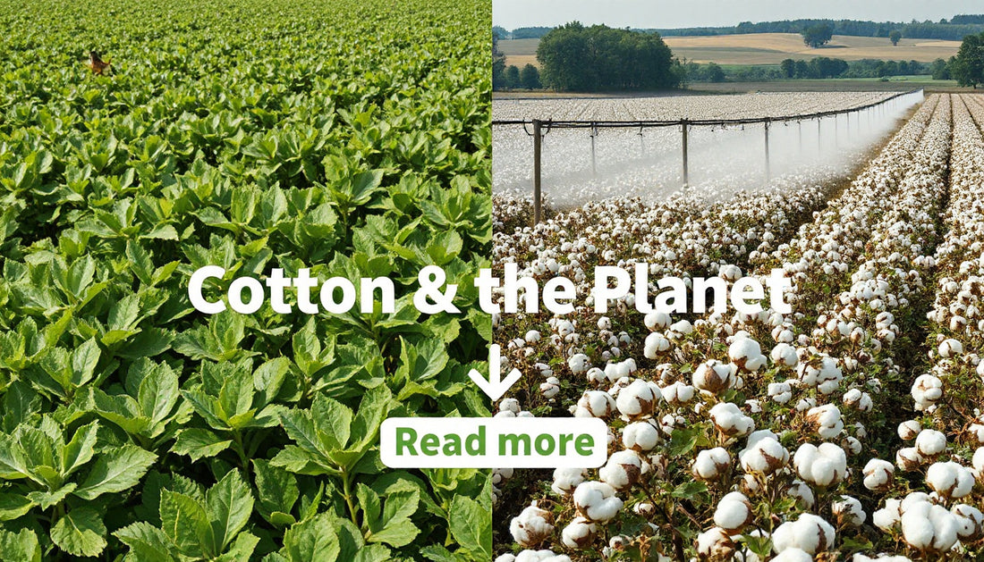 Organic Cotton vs Conventional Cotton