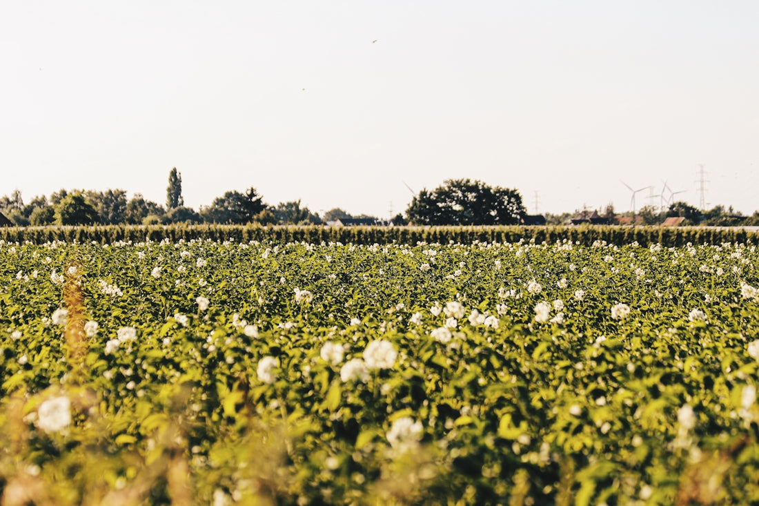 white flower field