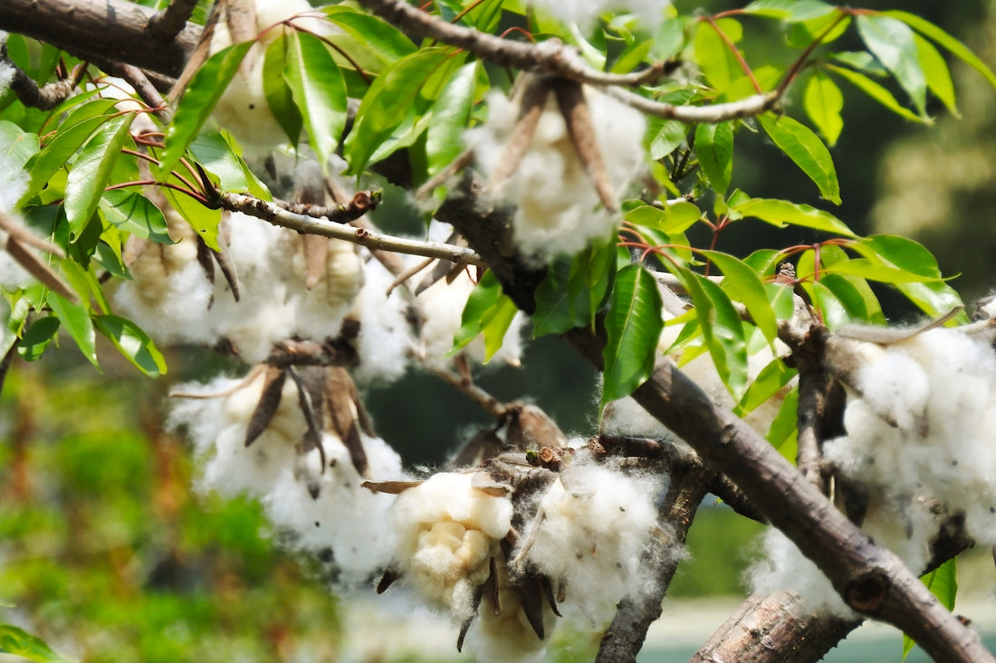white flowers on brown tree branch