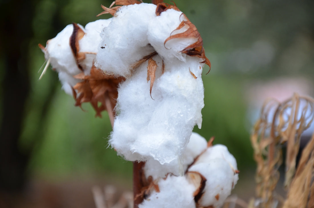 a close up of a cotton plant with snow on it