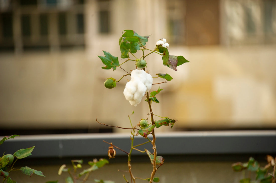 a plant with white flowers and green leaves