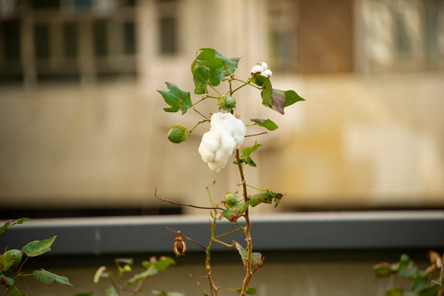 a plant with white flowers and green leaves
