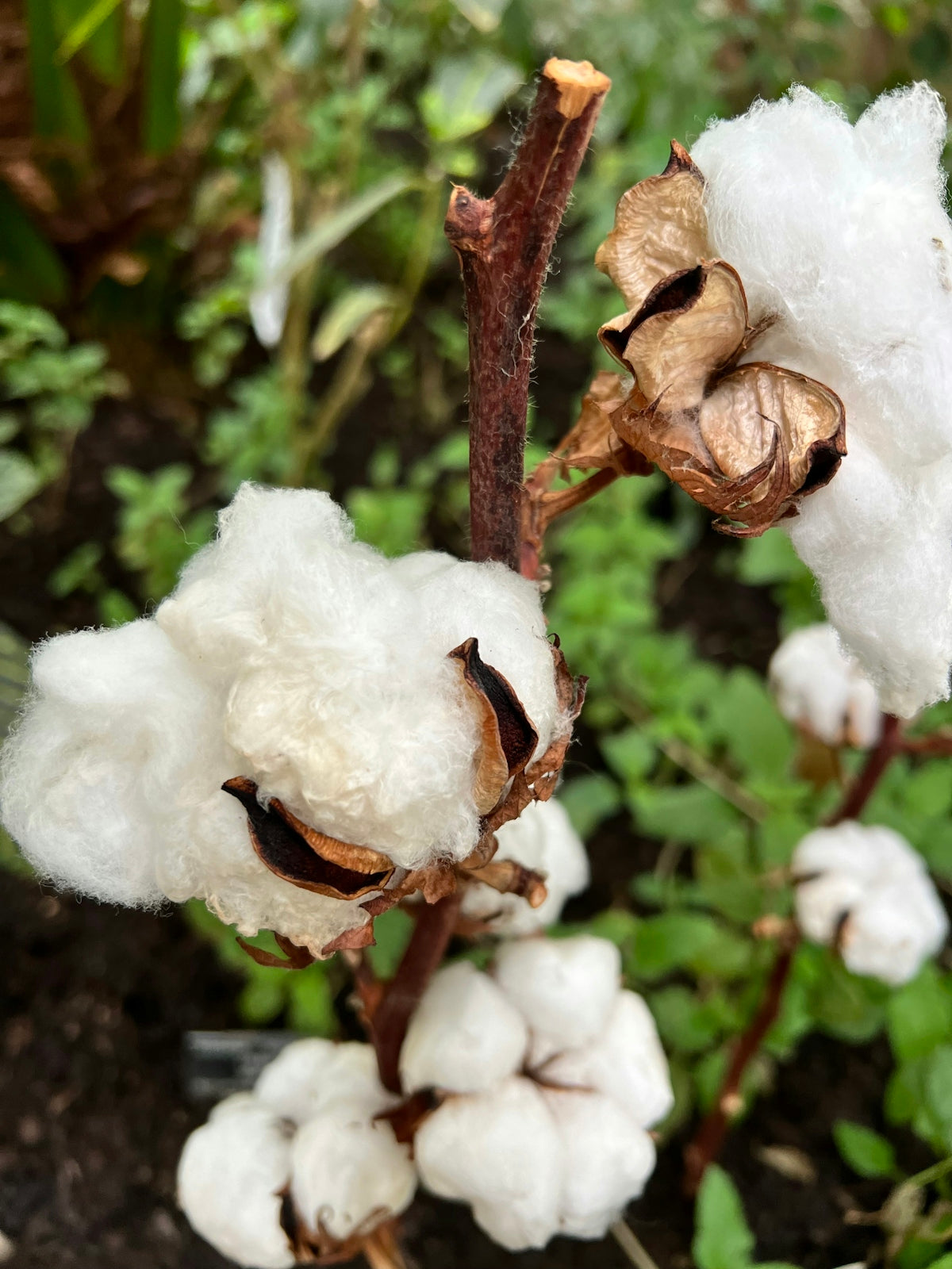 a close up of a cotton plant in a garden