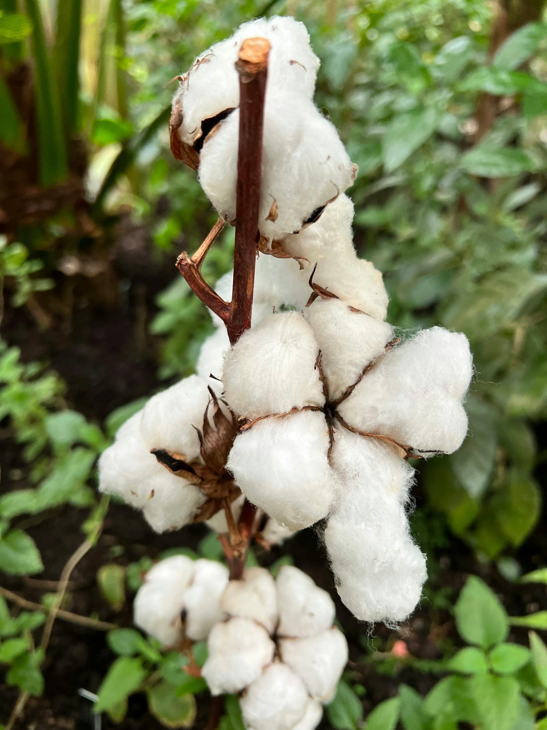 a close up of a cotton plant in a garden