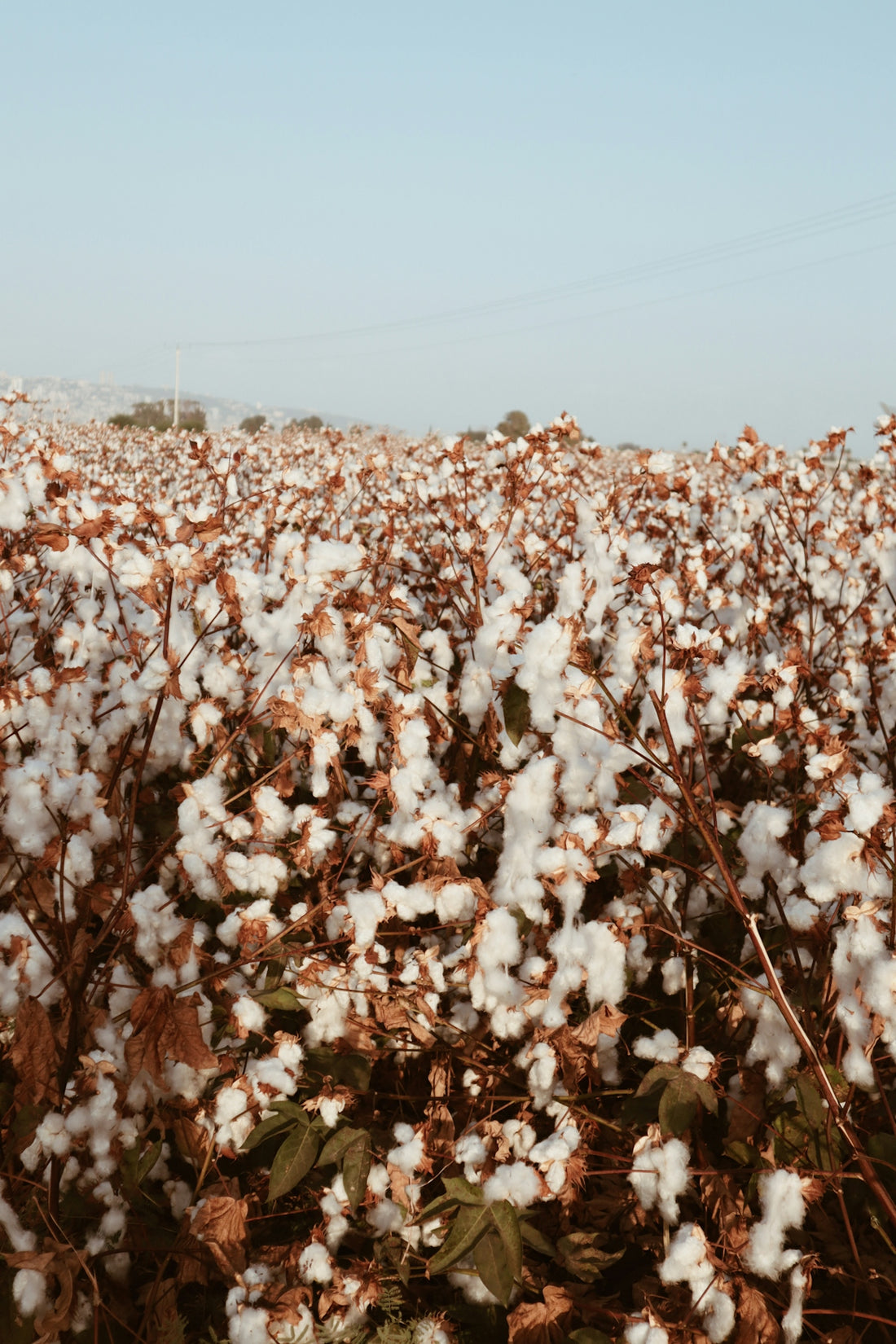 a field of cotton
