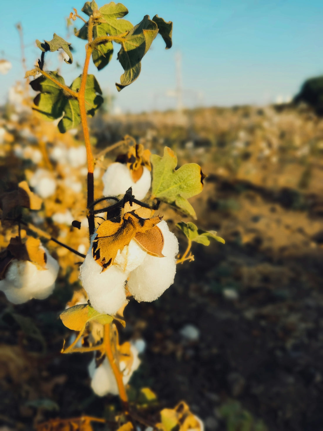 a close up of a cotton plant in a field