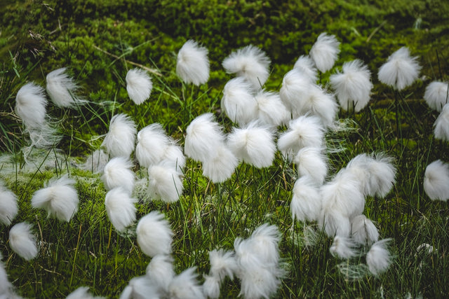 a bunch of white feathers that are in the grass