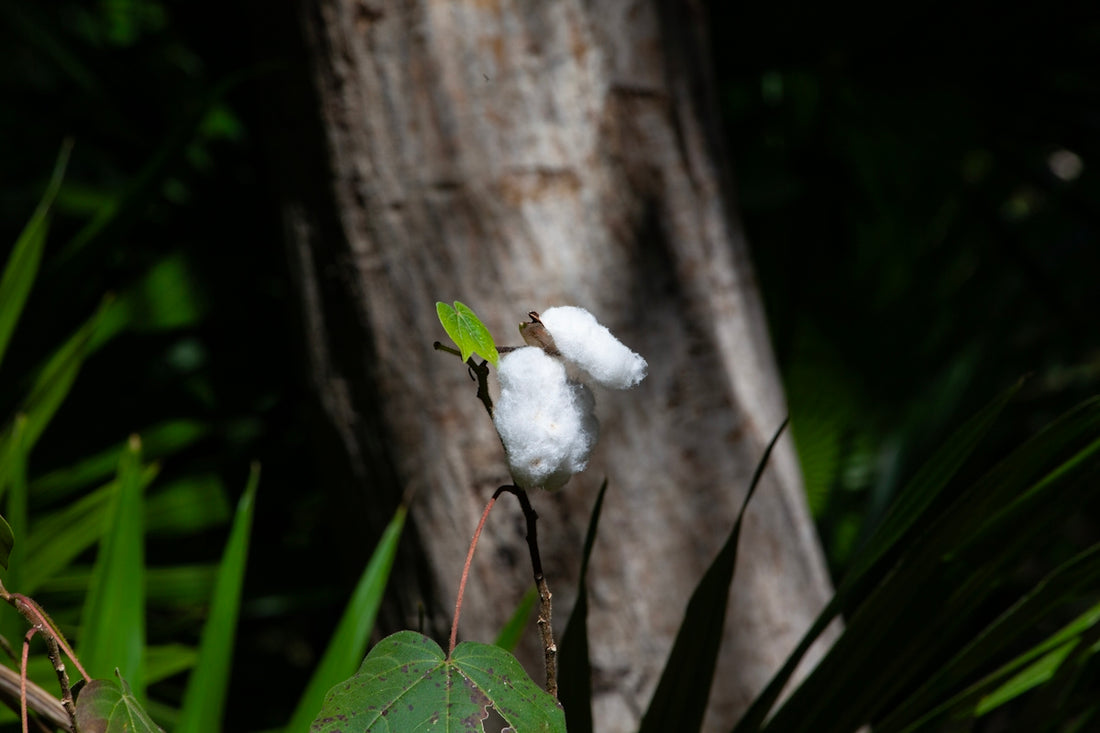 a cotton plant in front of a tree