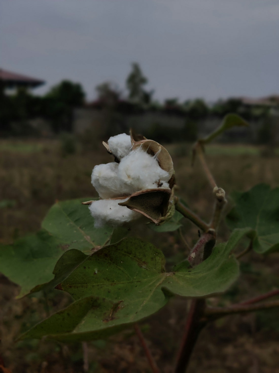 a close up of a cotton plant in a field
