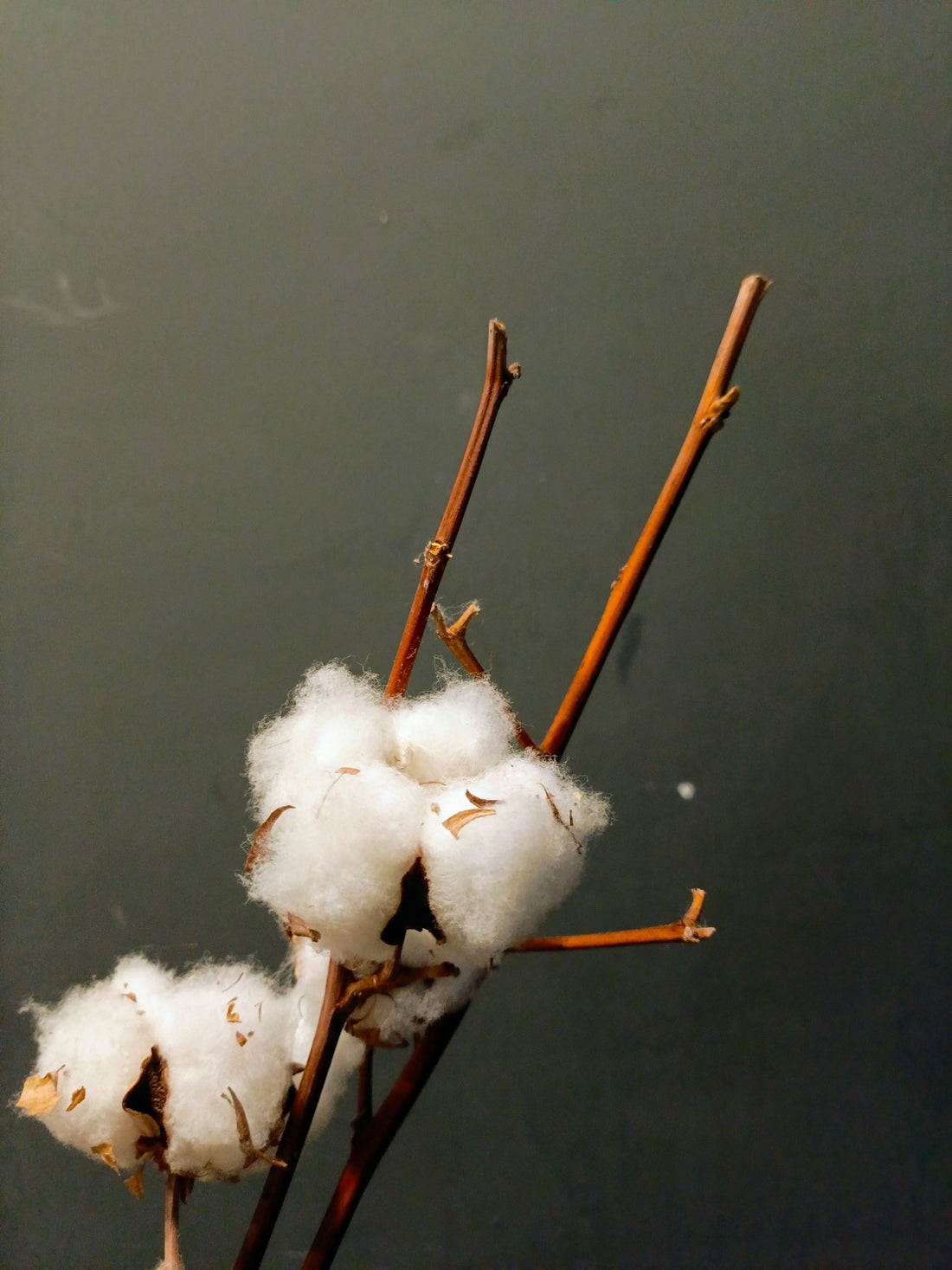 A close up of a plant with cotton in it