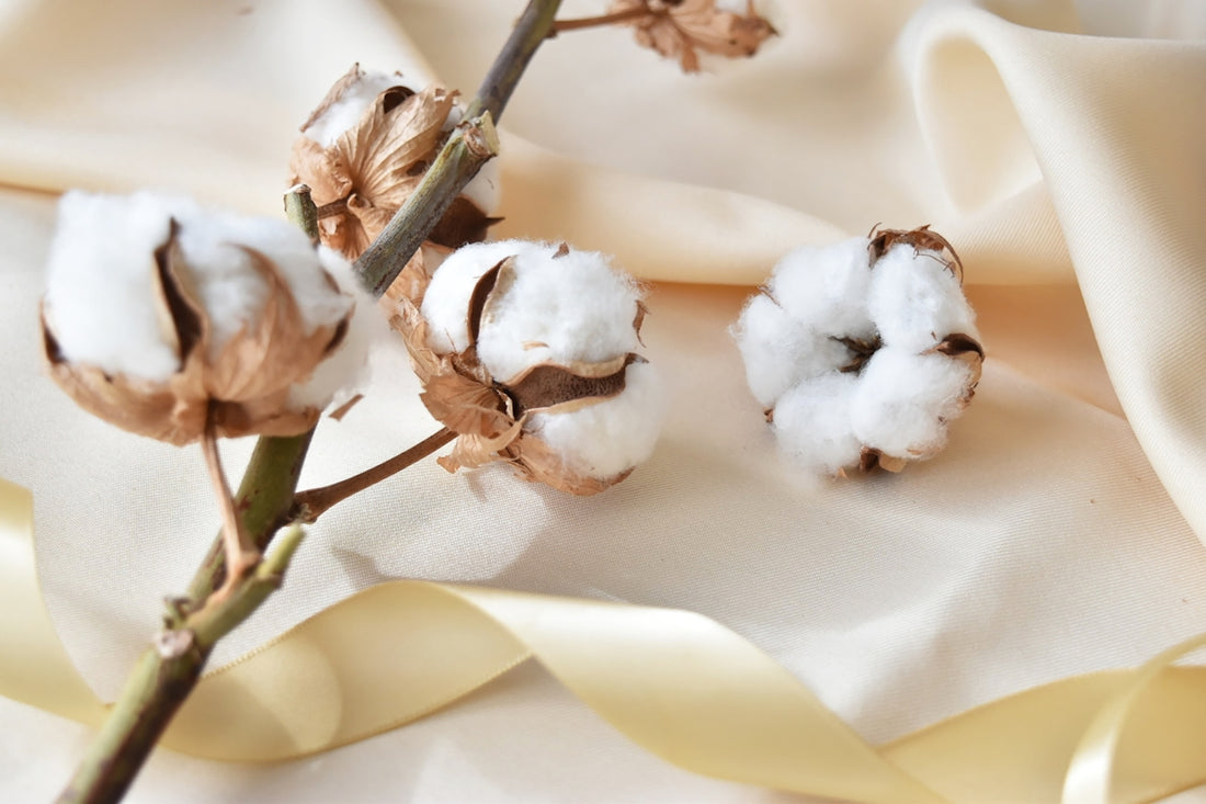 A close up of cotton flowers on a cloth
