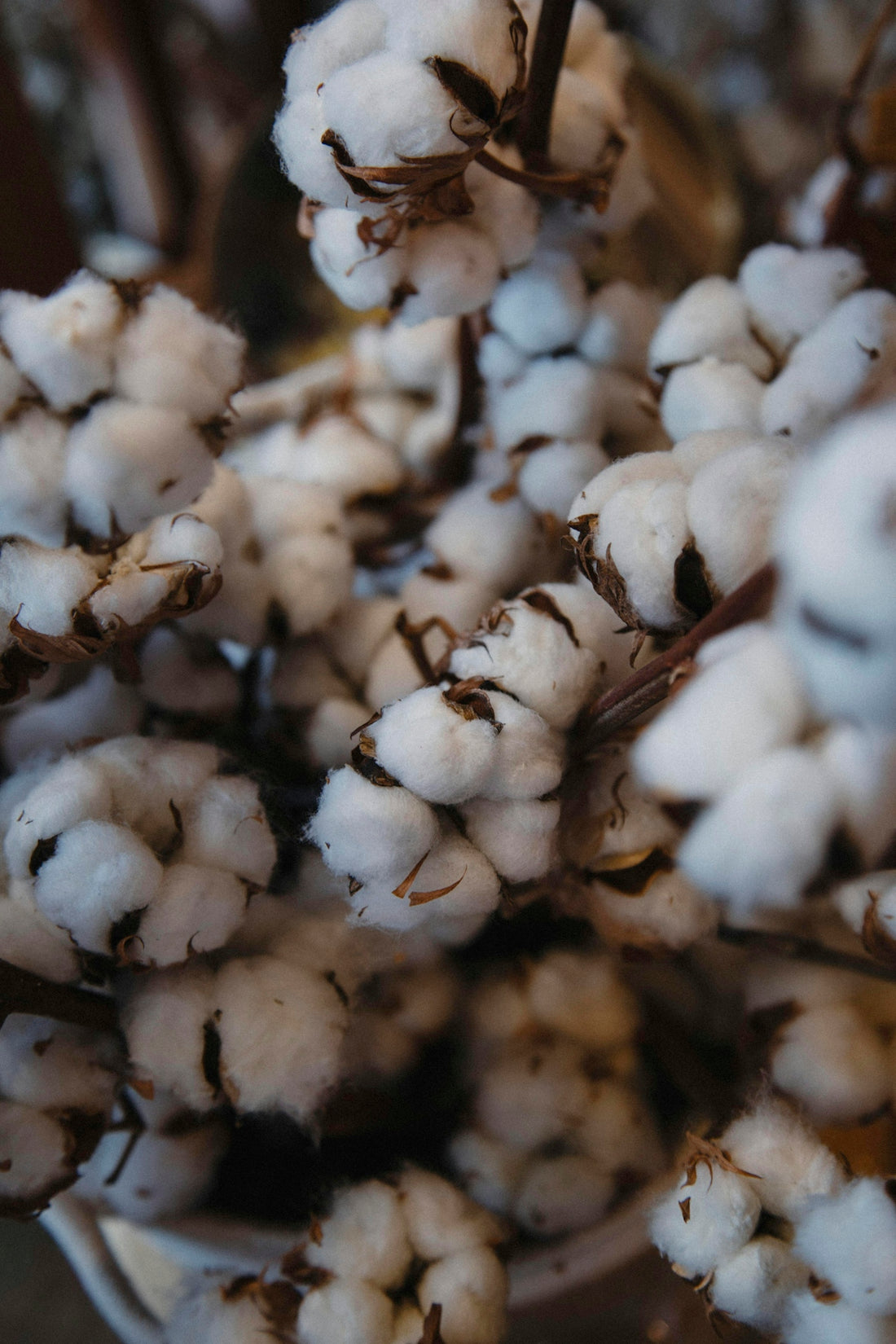A close up of a bunch of cotton