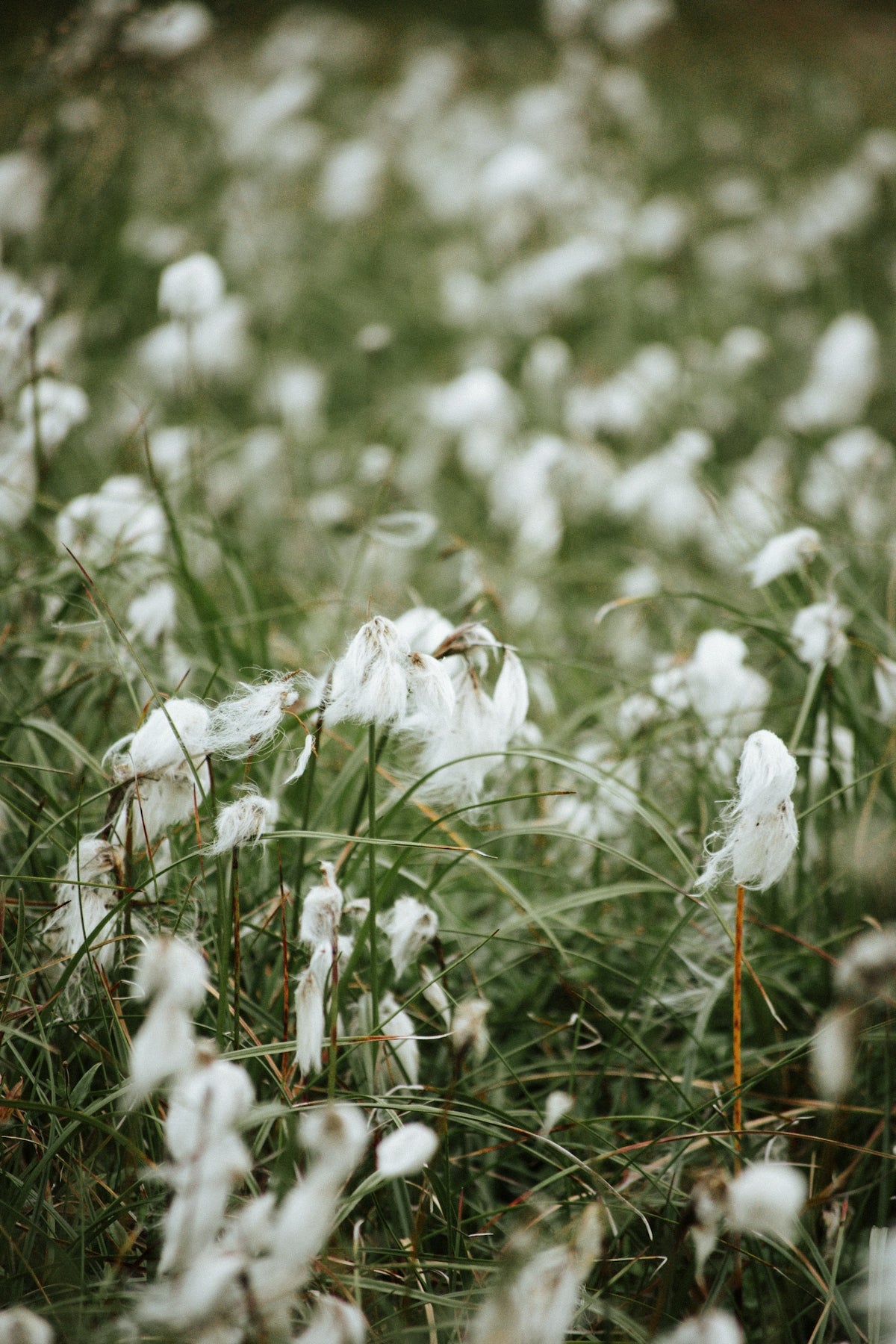 White wildflowers bloom in a lush green field.