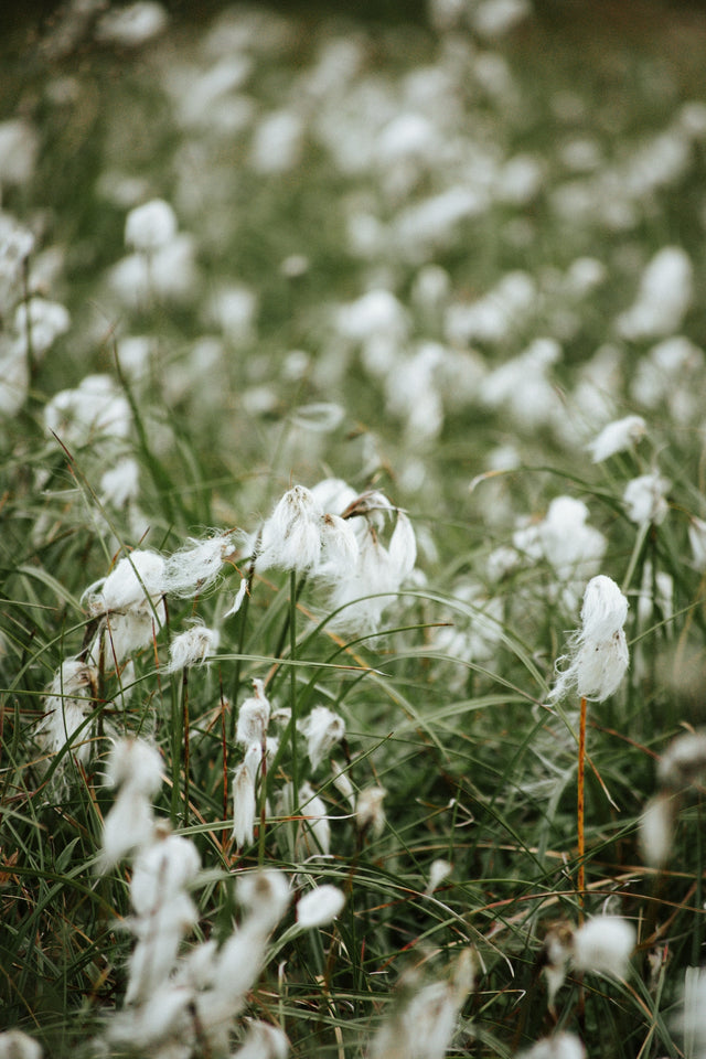 White wildflowers bloom in a lush green field.
