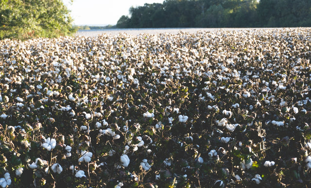 A field of ripe cotton ready for harvest.