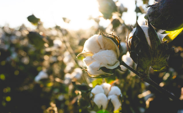 Close-up of cotton bolls in a field at sunset