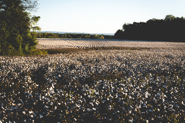 A vast field of cotton under a clear sky.