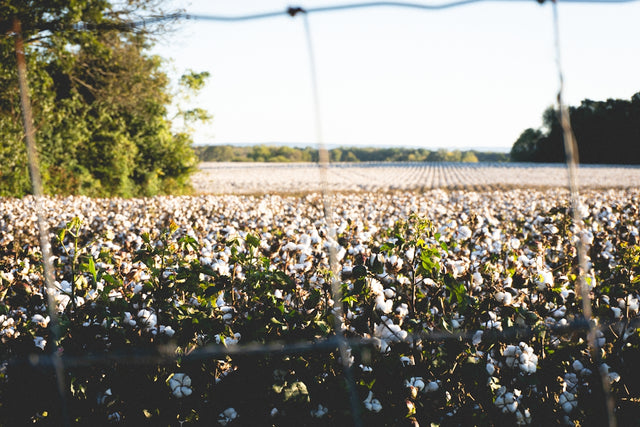 Cotton field with trees in the background