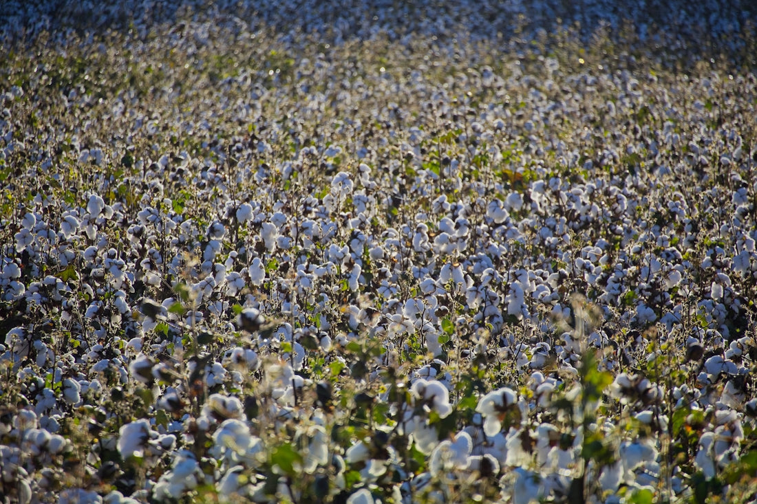 A field of fluffy white cotton under sunlight