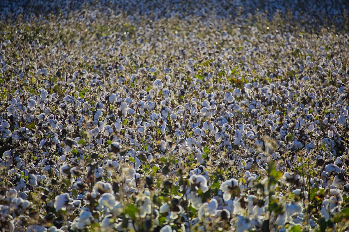 A field of fluffy white cotton under sunlight