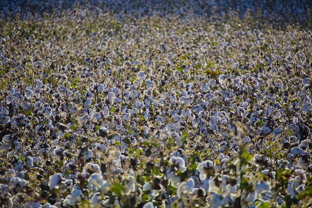 A field of fluffy white cotton under sunlight