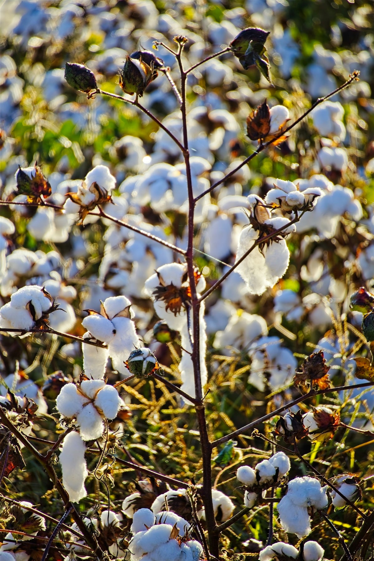 A field of cotton plants with white bolls.