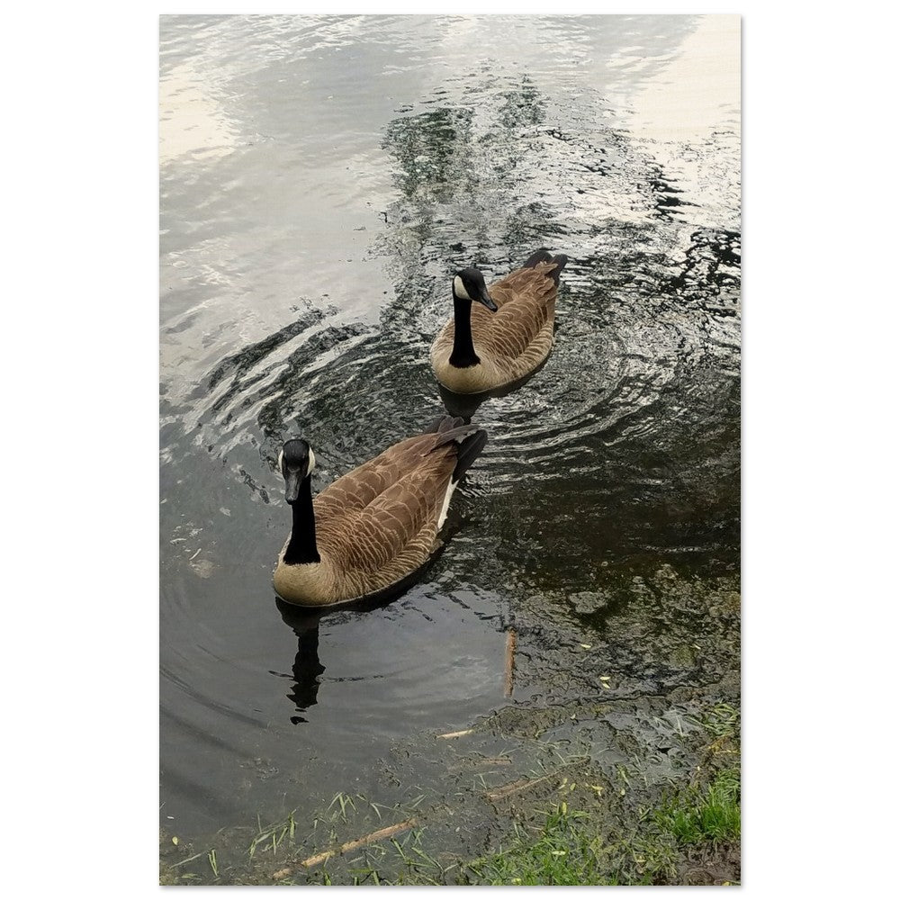 A serene scene of ducks creating ripples on a peaceful lake, surrounded by nature. Perfect for nature-inspired decor or tranquil settings.