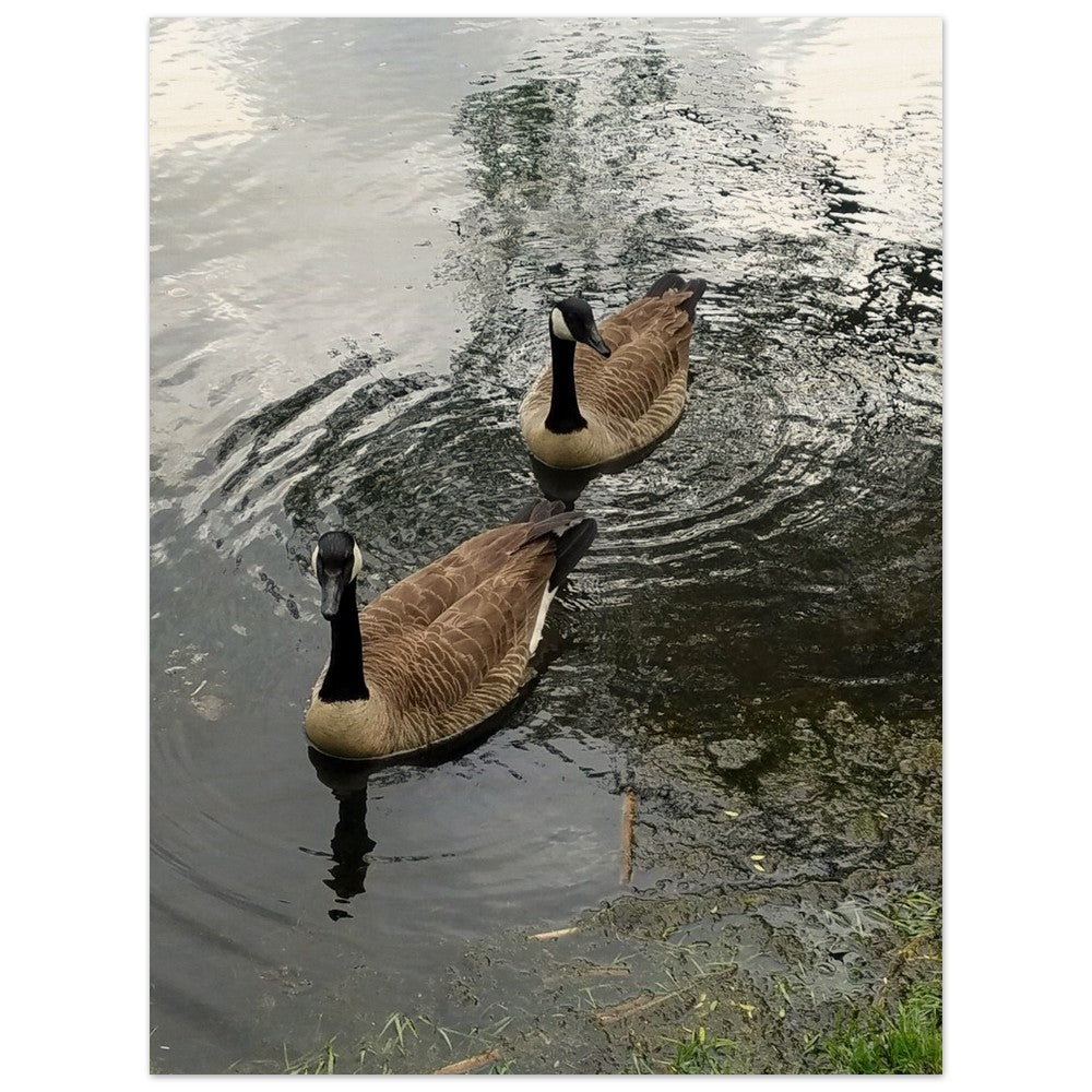A serene scene of ducks creating ripples on a peaceful lake, surrounded by nature. Perfect for nature-inspired decor or tranquil settings.