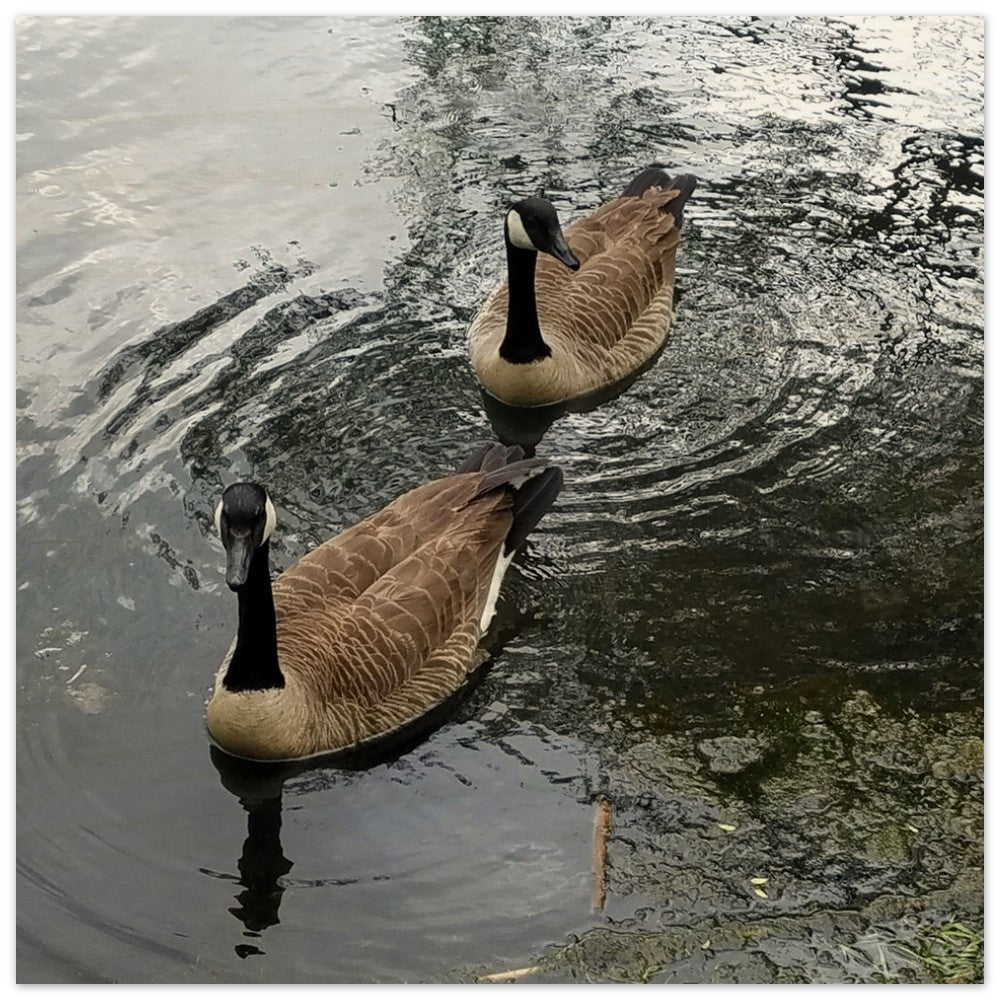 A serene scene of ducks creating ripples on a peaceful lake, surrounded by nature. Perfect for nature-inspired decor or tranquil settings.